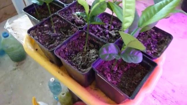 Рост саженцев помело, все оказалось не сложно. Простой и приятный уход. смотреть онлайн