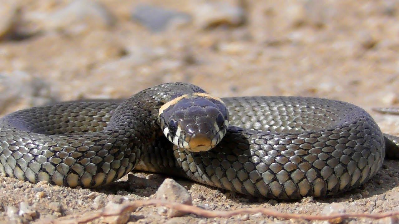 Маленький Уж защищается и атакует камеру! смотреть онлайн