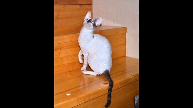 Корниш рекс - кошечка. смотреть онлайн