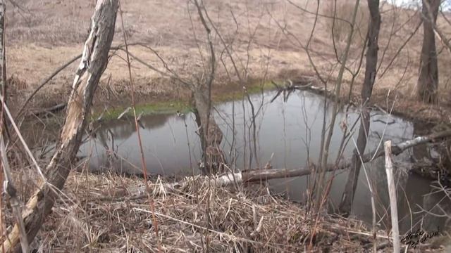 Форель в Подмосковье. Апрель / The trout in Moscow region. April смотреть онлайн