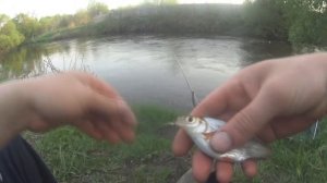 Ловля уклейки на маховую удочку. Жор Уклейки в Мае.