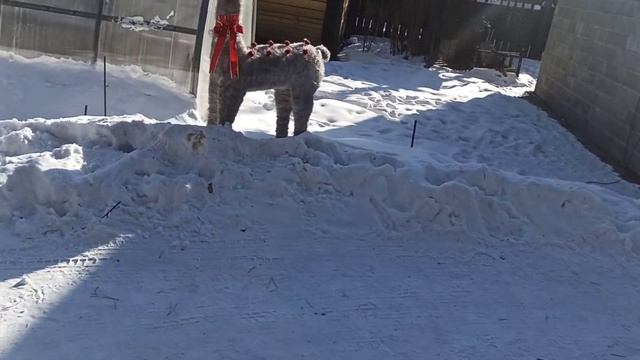 Се ля ви. Прошка замёрз, а Муля с Бату -нет. смотреть онлайн