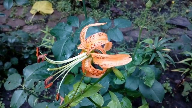Лилия Flora Pleno. Август 2018. # мой сад# лилии смотреть онлайн