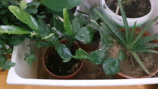 Комнатные цветы смотреть онлайн