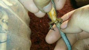 Как отличить пол у живородящих ящериц?!