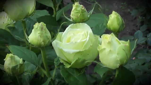 розы для сада....роза Лимбо смотреть онлайн