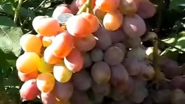 Виноград Сигма смотреть онлайн