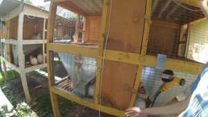 Лучшие клетки для кроликов