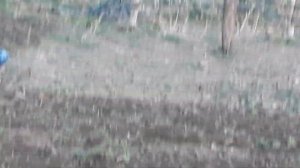 Приобрел мотоблок Салют 5, обзор