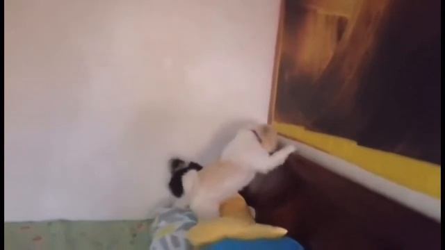 Where’s Mommy Yukka - Sheshe’s Gang (Shih Tzus) смотреть онлайн