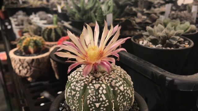 Pollen Storage of Astrophytum asterias смотреть онлайн