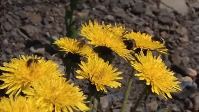 природа Междуреченска