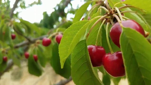 В сад за черешней смотреть онлайн