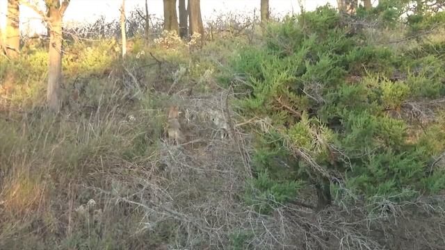 BEST Coyote Calling TIP ON YOUTUBE- Best Coyote Hunting and Predator Calling action, tips how to! смотреть онлайн