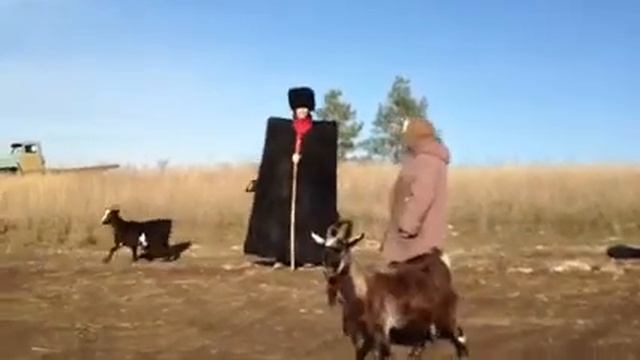 Владик и Козлы