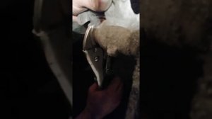 Замена задних колодок ниссан альмера тино 1.8