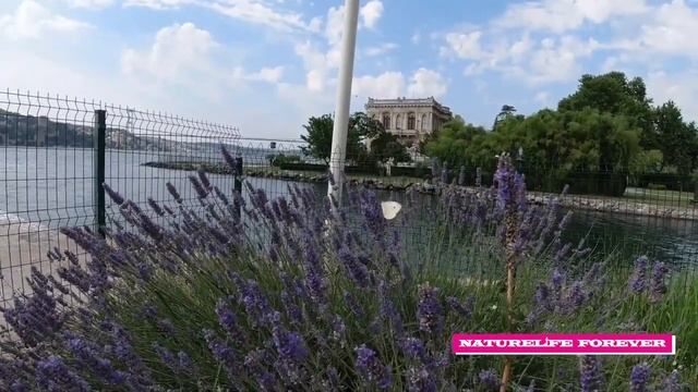 Anatolian Side Beykoz Çengelköy Beylerbeyi Park happy walk Istanbul Turkey | Anadolu Yakası смотреть онлайн