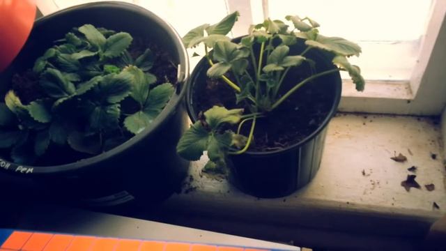 Клубника зимой, на подоконнике без подсветки. Клубника на Новый Год! смотреть онлайн