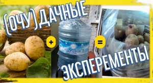 Посадка картошки в бутылки / Planting potatoes in bottles