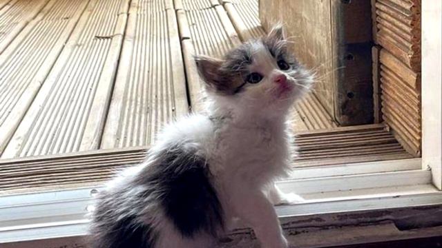 Взрослая кошка взяла под опеку осиротевшую малышку, душераздирающая история