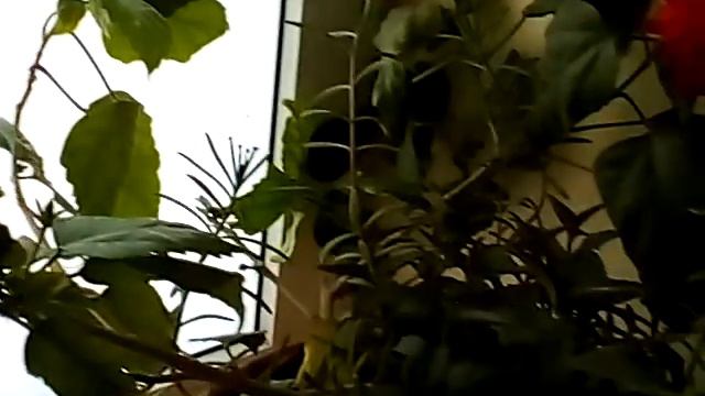 Зацвел комнатный цветок смотреть онлайн