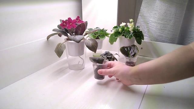 ФИАЛКИ проблемы, содержание и уход в домашних условиях, как избавиться от трипсов. смотреть онлайн