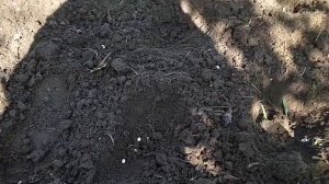 Компактная посадка Кукуруза + Фасоль