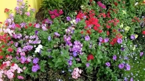 Флокс Друммонда однолетний ярко цветущий Эффектная клумба всё лето!