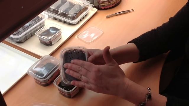 Петуния, выращиваем без ошибок. Часть2, прорастание смотреть онлайн
