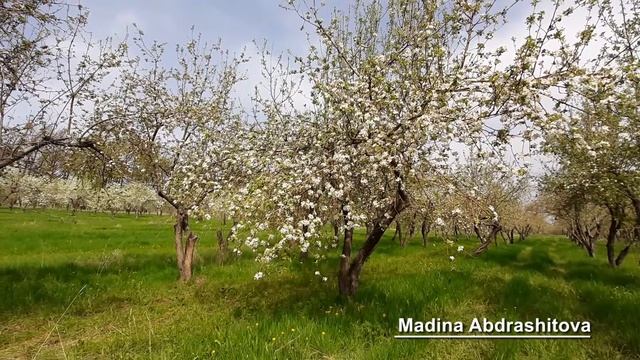 КАК ЦВЕТЕТ АПОРТ смотреть онлайн