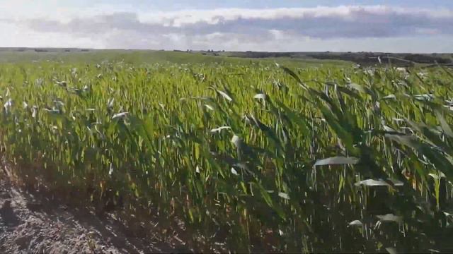 Lindsey Stirling   The Arena