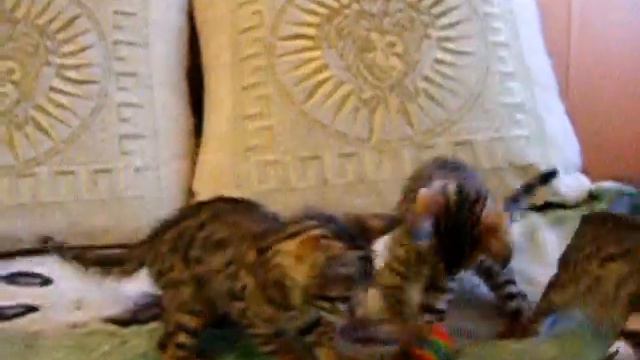 Бенгалы очень игривы.)