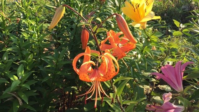 Лилия Ланцетолистная(Тигровая) смотреть онлайн