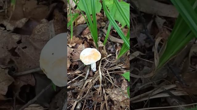 Тихая охота 2022. Моховик зеленый, очень старый смотреть онлайн