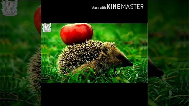 Жапайы жаныбарлар жана канаттуулар.