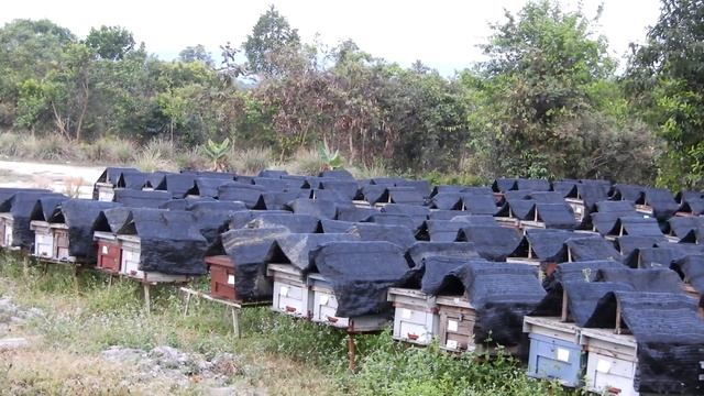 Apiary at Melaleuca forest смотреть онлайн