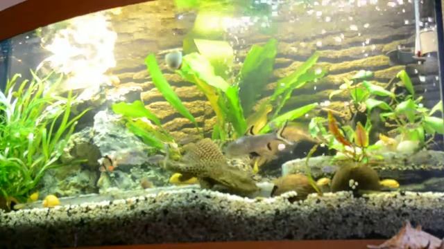 Цихлидник Juwel Vision 260 (12.09.2013) смотреть онлайн