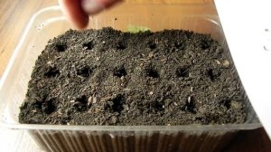 Ягода Санберри - как вырастить. Часть1.