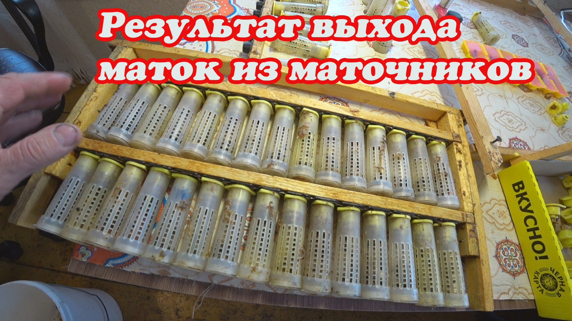 ВЫХОД МАТОК ИЗ МАТОЧНИКОВ, МЕЧЕНИЕ МАТОК С ПОДСАДКОЙ ОБСЛУЖИВАЮЩЕЙ ПЧЕЛЫ. смотреть онлайн