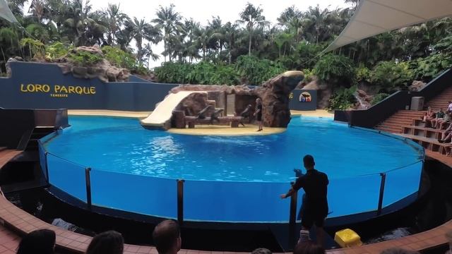 Тенерифе 2018. Лоро парк. Необычный Loro Parque. Такого вы ещё не видели!