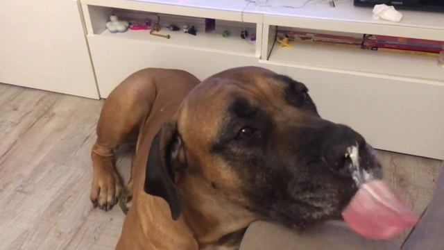 Бурбуль Табис и сыр Бри смотреть онлайн