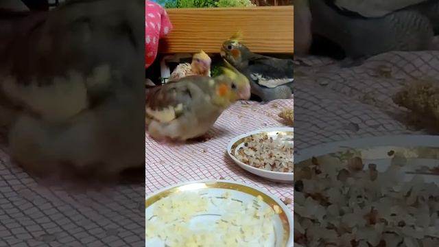 Корелла 25 дней смотреть онлайн