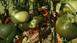 Томат КУМИР детерминантный.