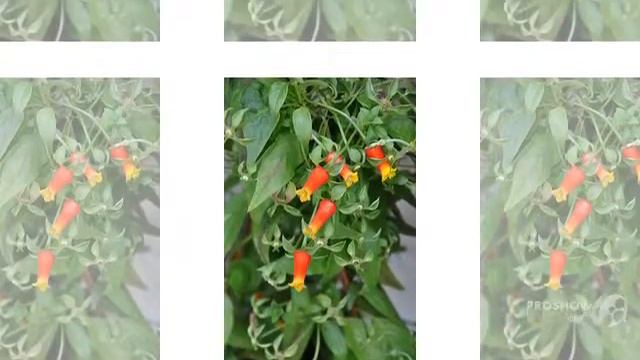 Manettia - garden plants смотреть онлайн