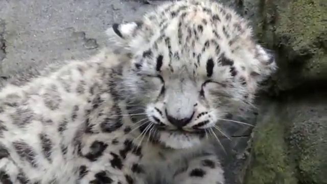 Снежный барсик смотреть онлайн