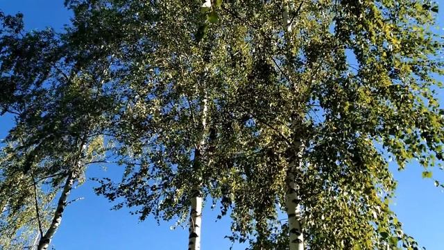 27 августа-Михеев день.Какая погода будет осенью.Народные приметы. Что нельзя делать смотреть онлайн