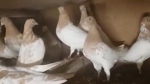 19 февраля 2020 г.Венгры Алексей Электроугли смотреть онлайн