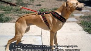 Как выбрать шлейку для собаки и подобрать по размеру