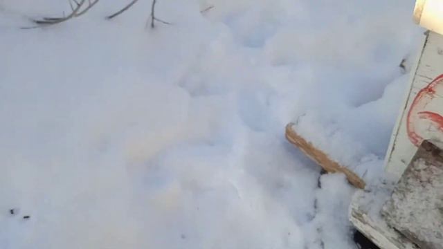 проблемы на пасеке. Дятел смотреть онлайн