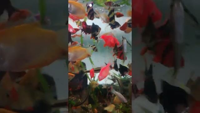 подводный мир. пестрые рыбки в аквариуме. неоновые рыбки смотреть онлайн